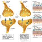 How Neurons Communicate - Resting membrane potential