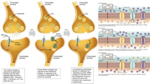 How Neurons Communicate – Resting membrane potential