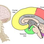 Human Brain - Definition, Structure, Characteristics, Functions