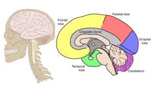Human Brain – Definition, Structure, Characteristics, Functions