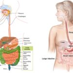 Human Digestive System - Organs, Structure, Functions