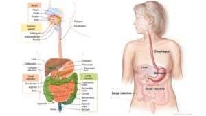 Human Digestive System - Organs, Structure, Functions