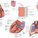 Human Heart - Definition, Location, Anatomy, Structure, Functions