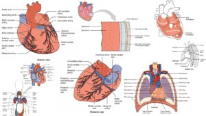 Human Heart – Definition, Location, Anatomy, Structure, Functions