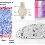 Hyaline Cartilage - Definition, Structure, Functions