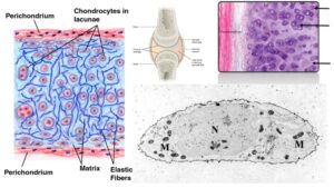 Hyaline Cartilage – Definition, Structure, Functions