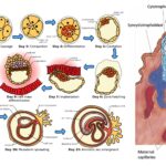 Implantation of embryo in Humans - Definition, Process