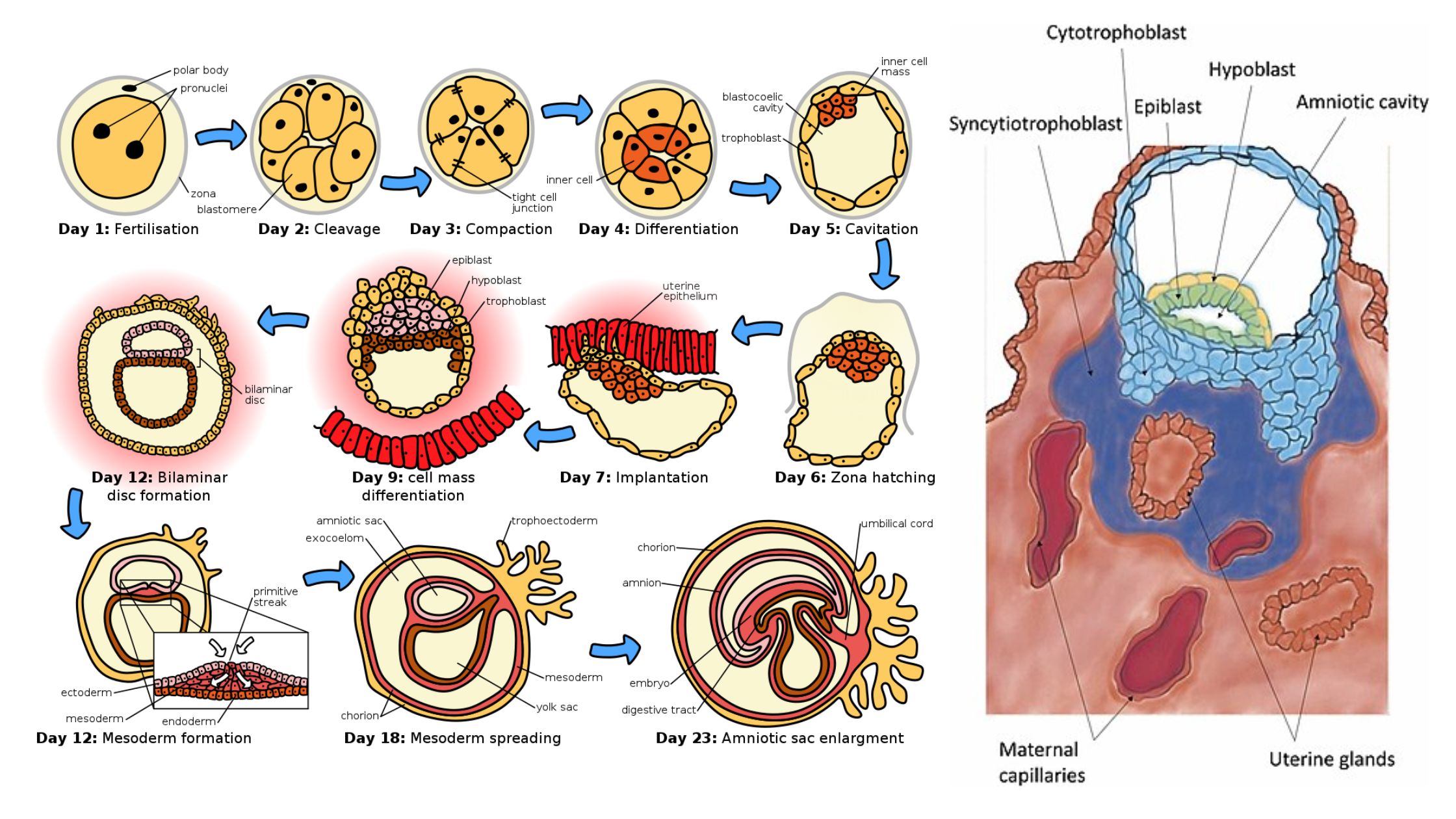 Implantation of embryo in Humans - Definition, Process