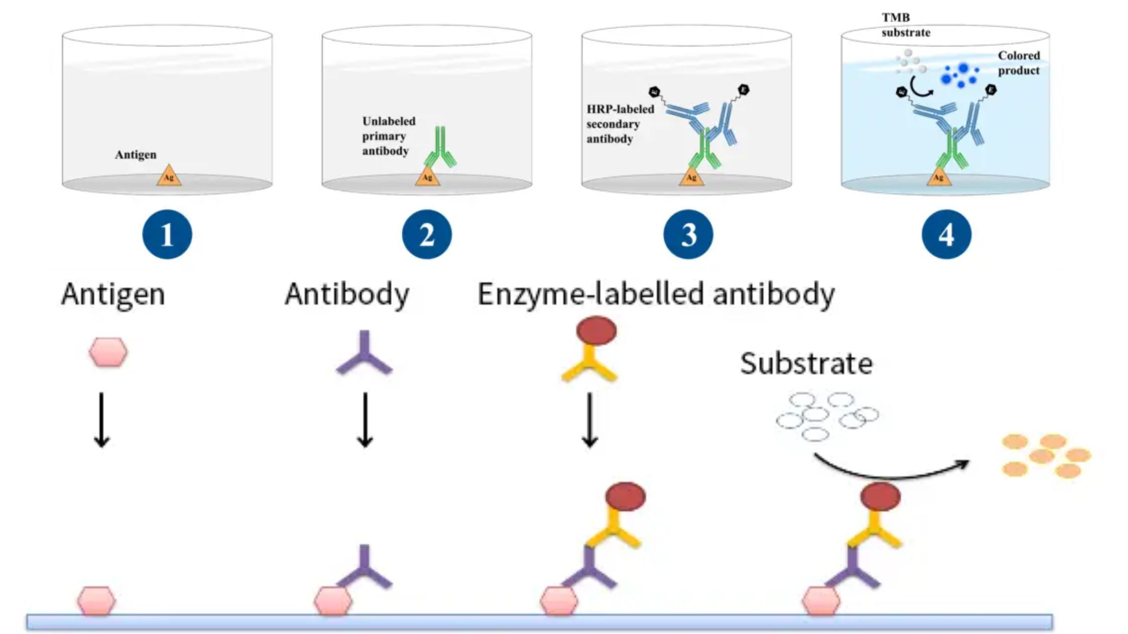 Indirect ELISA- Introduction, Steps, Advantages and Protocol