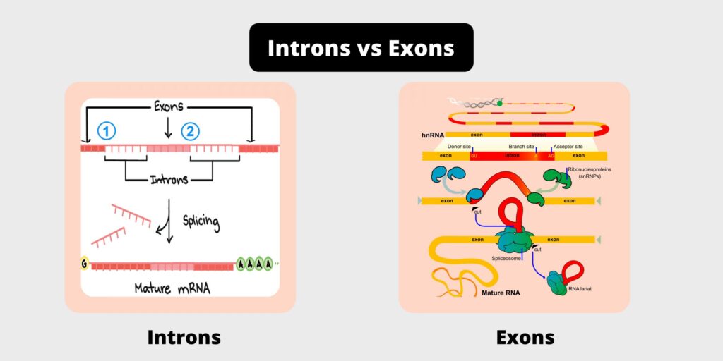 Introns vs Exons - Difference, Definition, Functions, Structure ...