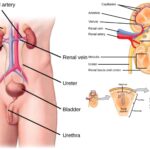 Kidney - Structure, Anatomy, Urine Formation, acid-base balance, and Function