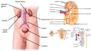Kidney – Structure, Anatomy, Urine Formation, acid-base balance, and Function