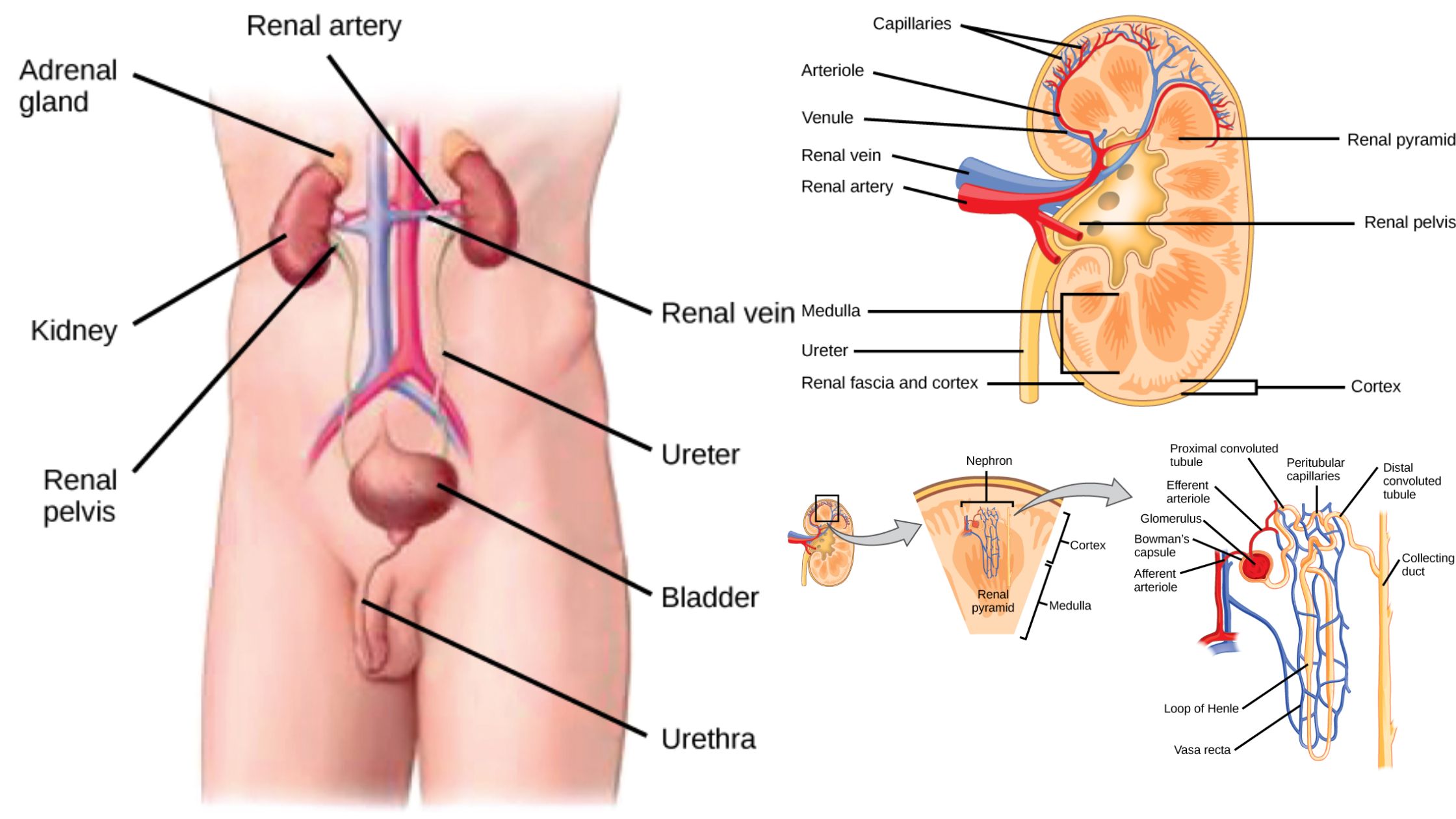 Kidney - Structure, Anatomy, Urine Formation, acid-base balance, and Function