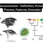 Macroevolution - Definition, Principle, Process, Features, Examples