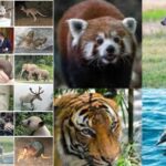 Mammals (Mammalia) - General characters and Classification up to Order