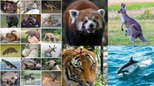 Mammals (Mammalia) – General characters and Classification up to Order