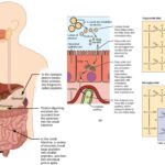 Mechanical and chemical digestion of food - Absorptions of Differenet Molecules