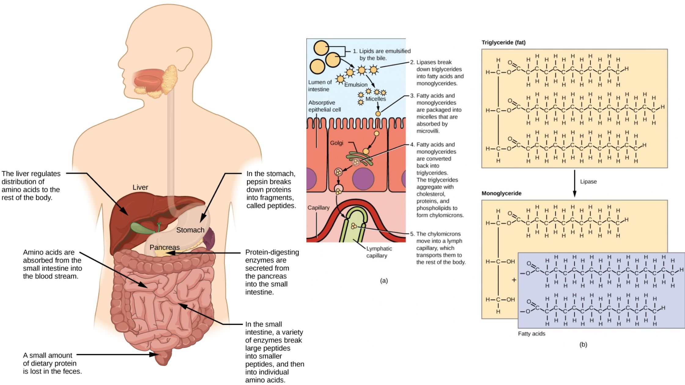 Mechanical and chemical digestion of food - Absorptions of Differenet Molecules