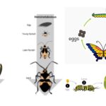 Metamorphosis - Definition, Types, Mechanism, Importance, Examples