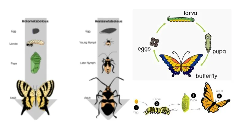 Metamorphosis - Definition, Types, Mechanism, Importance, Examples