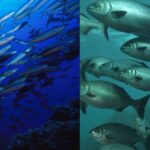 Migration In Fishes - Definition, Types, Significance, Examples