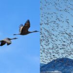 Migration in birds - Definition, Types, Reasons, Disadvantages