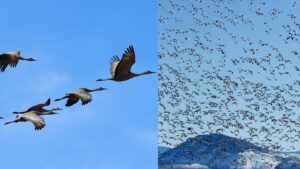 Migration in birds – Definition, Types, Reasons, Disadvantages