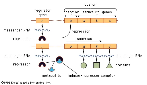 Mechanisms of Protein Synthesis Regulation in Prokaryotic Cells