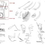 Morphology of Pest