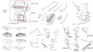 Insect morphology (Morphology of Pest)
