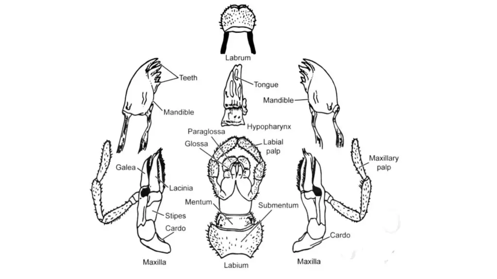  Mouth parts of Periplaneta americana.