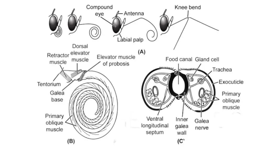 Mouthparts of the cabbage white or cabbage butterfly, Pieris rapae
(Lepidoptera: Pieridae.)