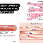 Muscular Tissue - Definition, Characteristics, Structure, Types, Functions