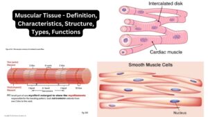Muscular Tissue – Definition, Characteristics, Structure, Types, Functions