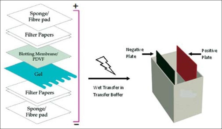 General Protocol for Western Blotting