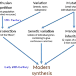 Neo-Darwinism Theory