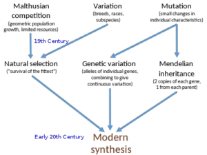 Neo-Darwinism Theory