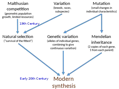 Neo-Darwinism Theory