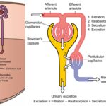 Nephron - Definition, Structure, Physiology, Functions