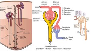Nephron – Definition, Structure, Physiology, Functions