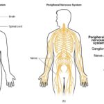 Nervous System - Definition, Parts, Functions