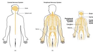 Nervous System – Definition, Parts, Functions