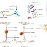 Nervous tissue - Definition, Structure, Location, Characteristics, Types, Functions