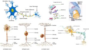 Nervous tissue – Definition, Structure, Location, Characteristics, Types, Functions