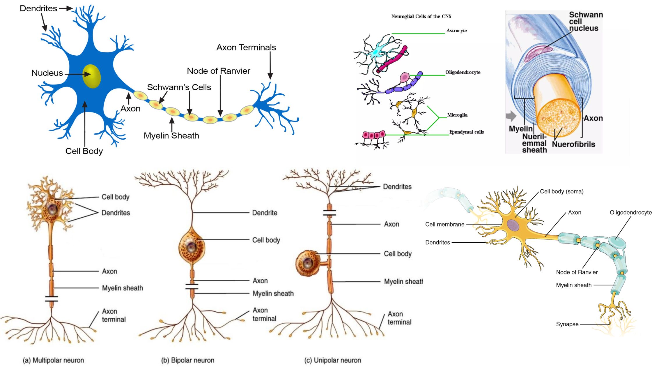 physiology-biology-notes-online