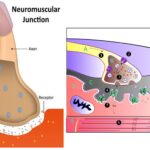 Neuromuscular Junction - Definition, Structure, Steps, Significance