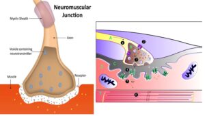 Neuromuscular Junction – Definition, Structure, Steps, Significance