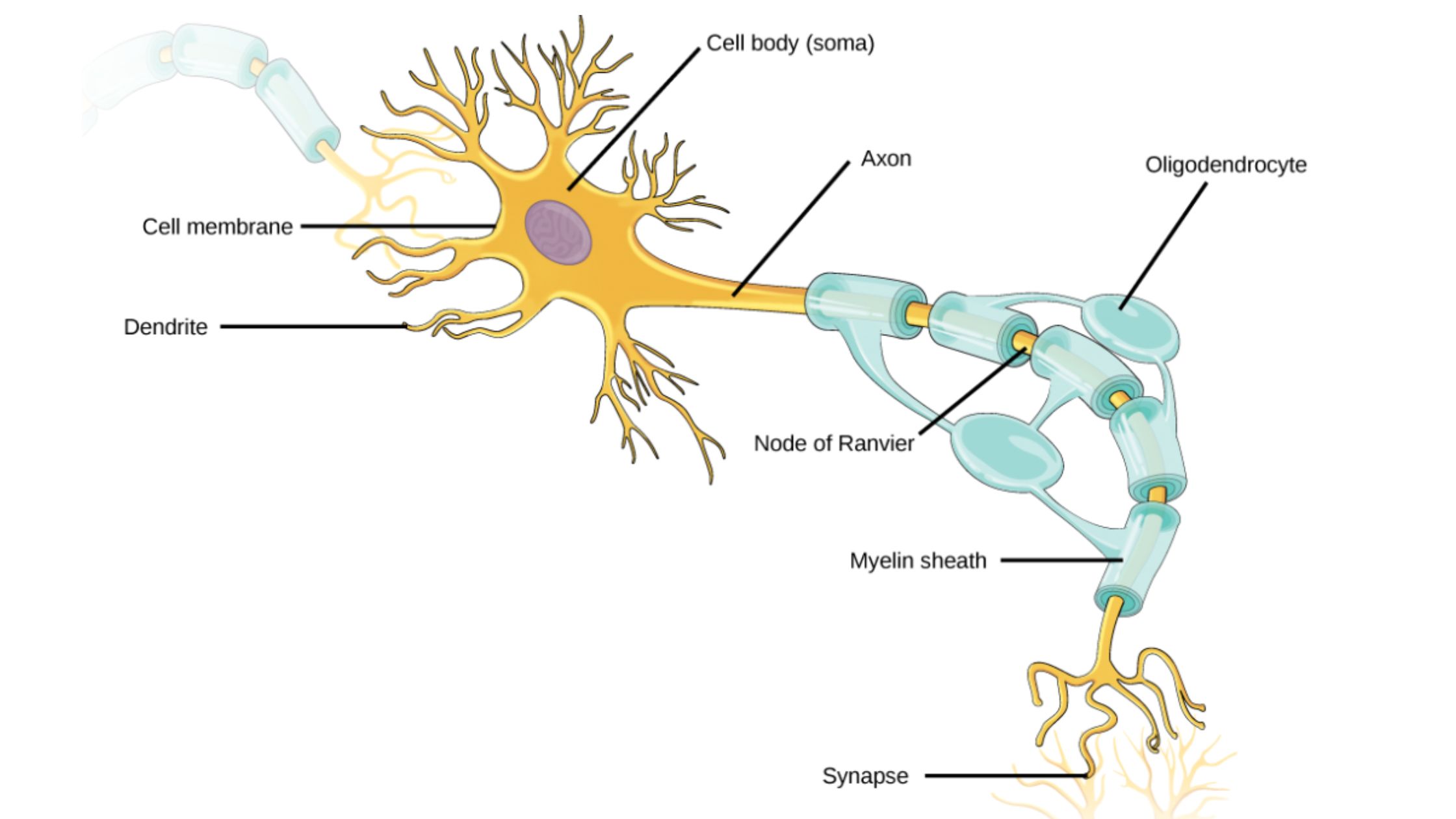 Neuron - Definition, Structure, Types, Functions