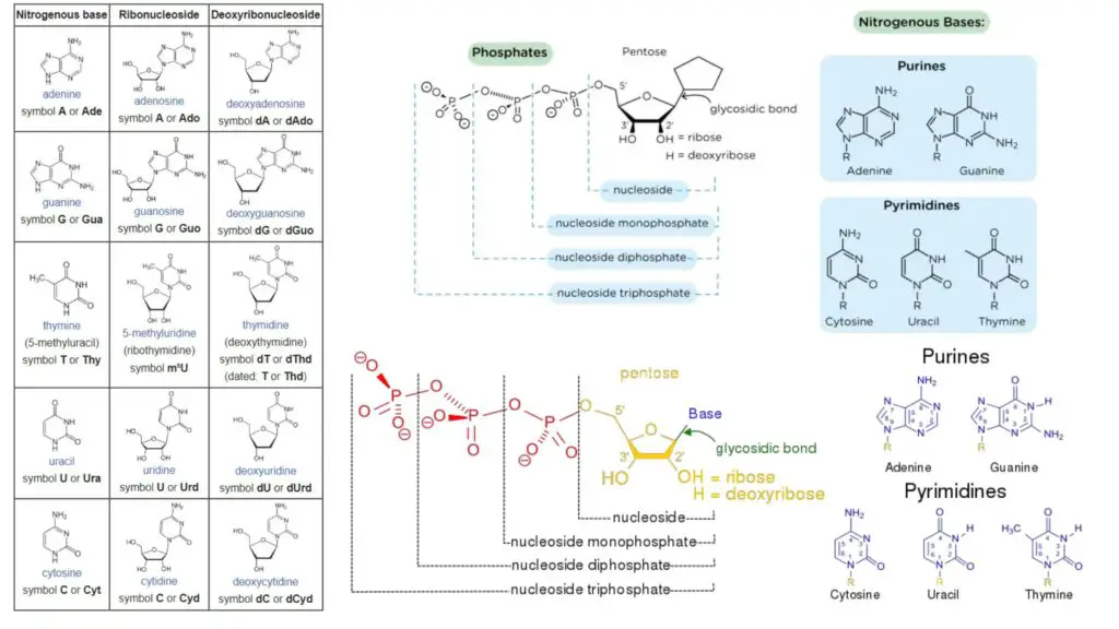 Nucleoside - Definition, Types, Structure, Functions - Biology Notes Online