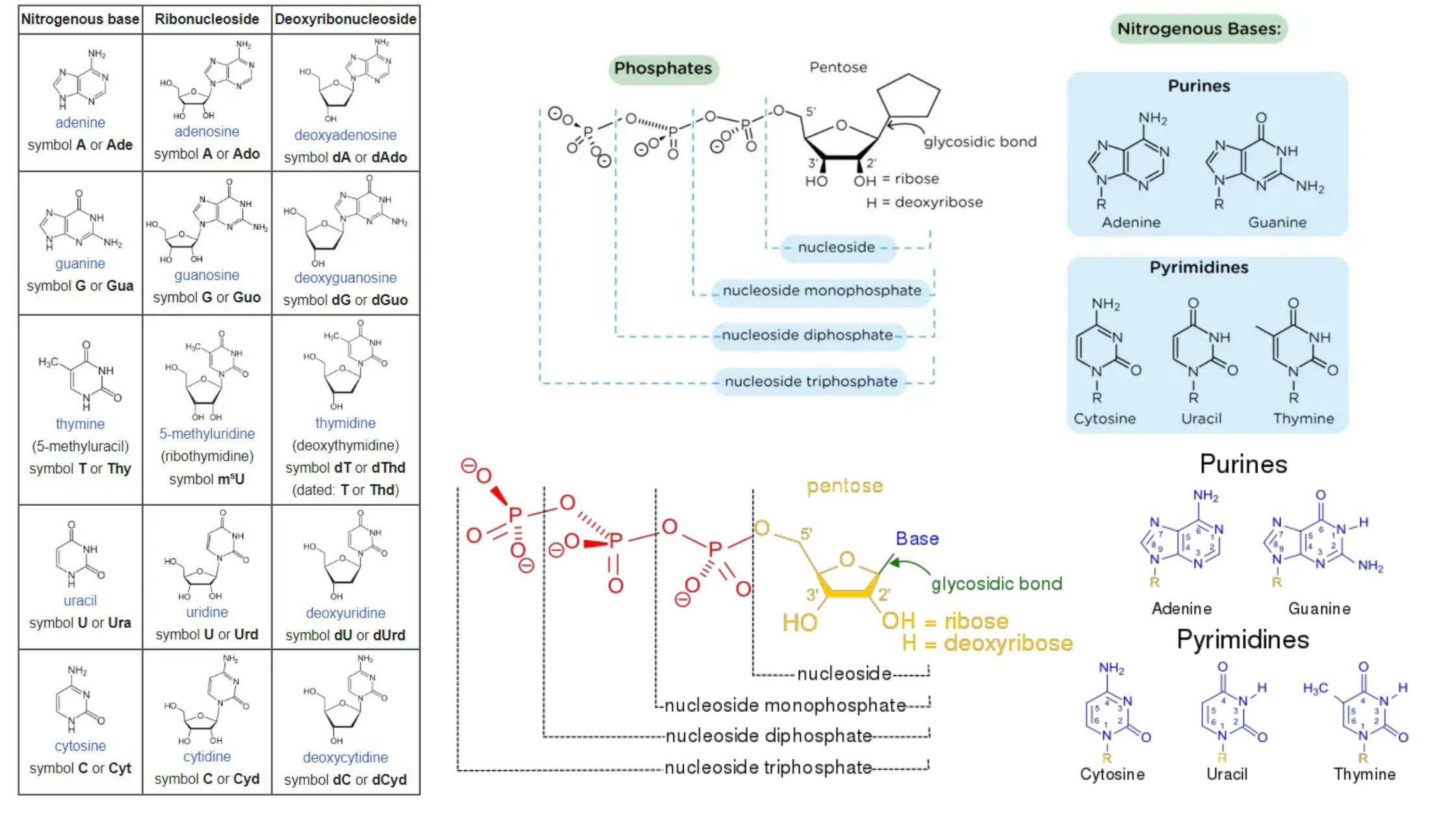 Nucleoside - Definition, Types, Structure, Functions